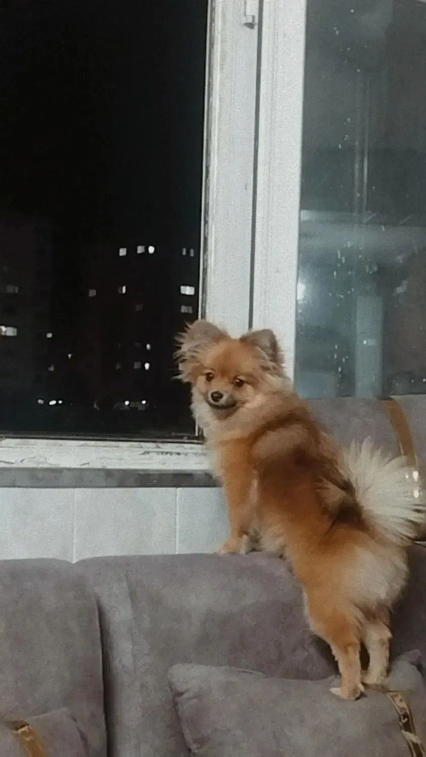 سگ گمشده|حیوانات|فسا, |دیوار