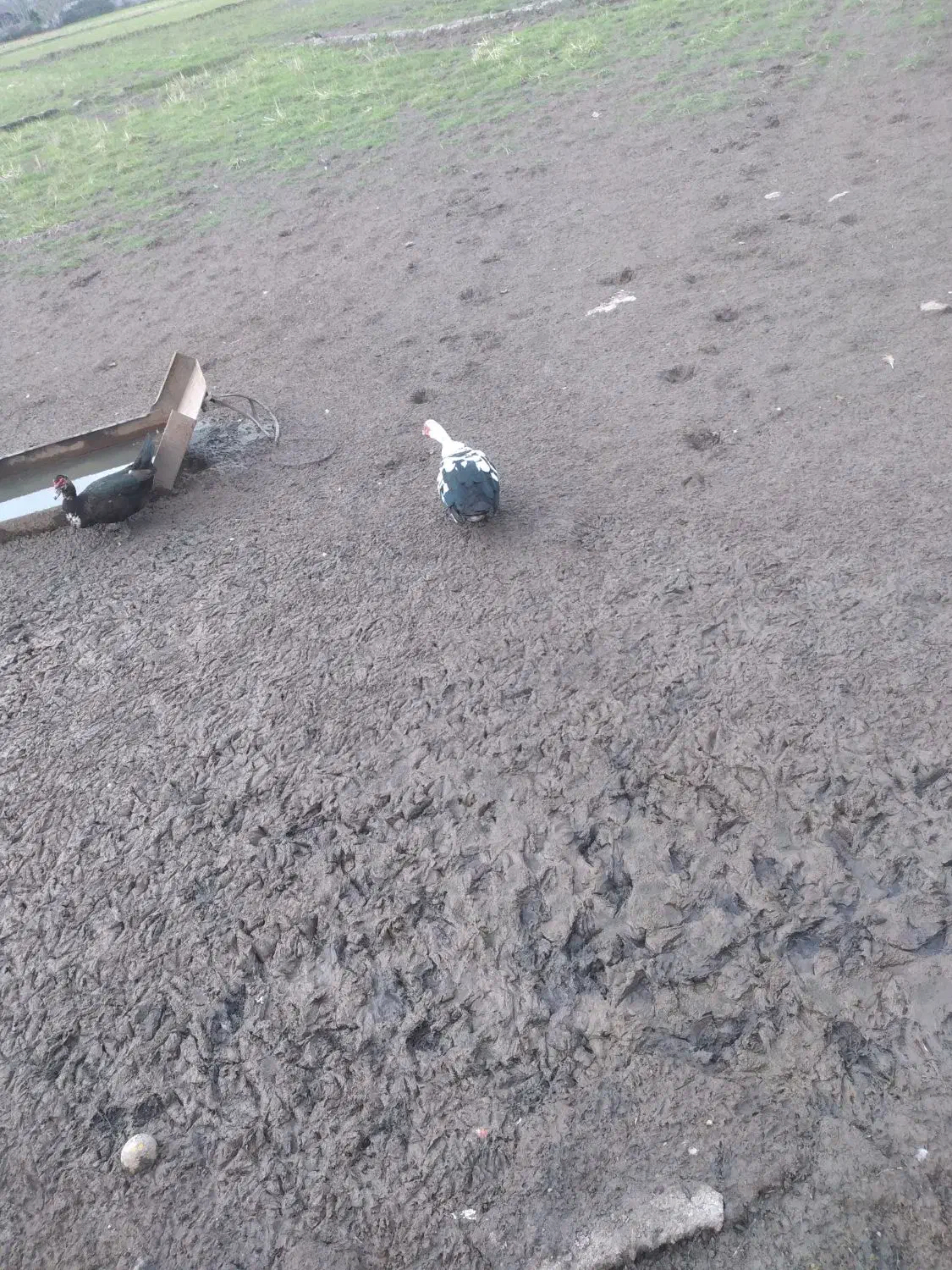 اردک اسرائیلی|حیوانات مزرعه|آستانه اشرفیه, |دیوار