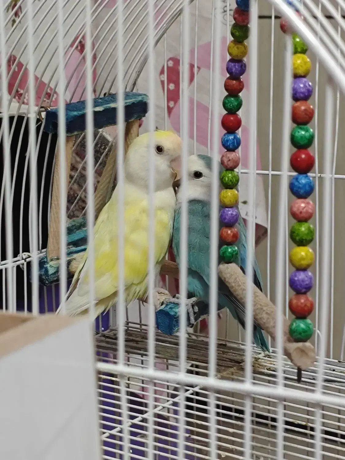 فروش دو عدد کوتوله برزیلی سالم|پرنده|مشهد, کوی المهدی|دیوار