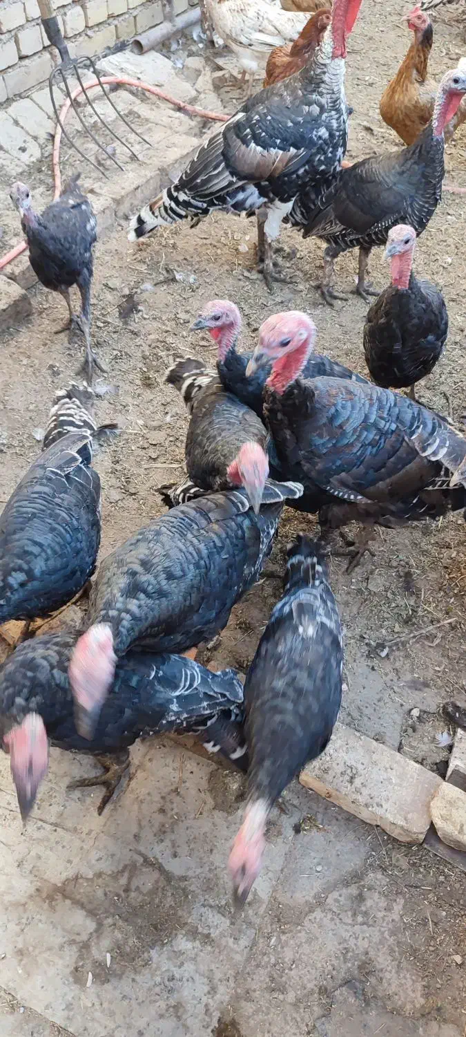 بوقلمون‌محلی|حیوانات مزرعه|الوند, |دیوار