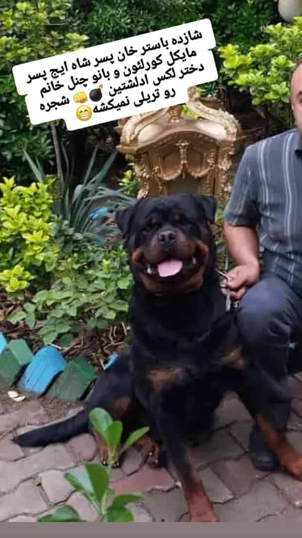 روتوایلر نر پسر شازده ایچ|سگ|قدس, شهر‌قدس|دیوار