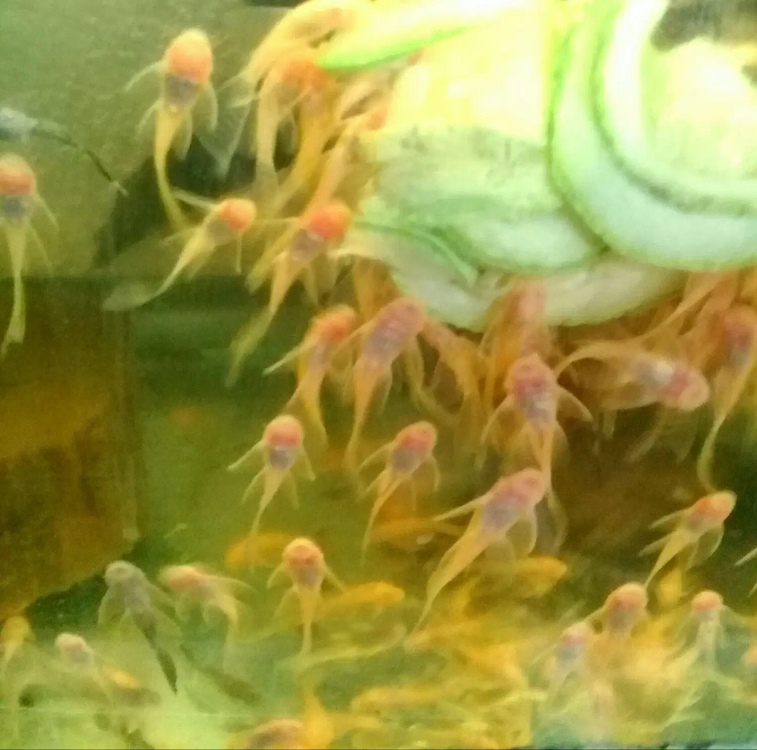 کت پوزه بوته ای سوپر باله|ماهی|مشهد, رده|دیوار