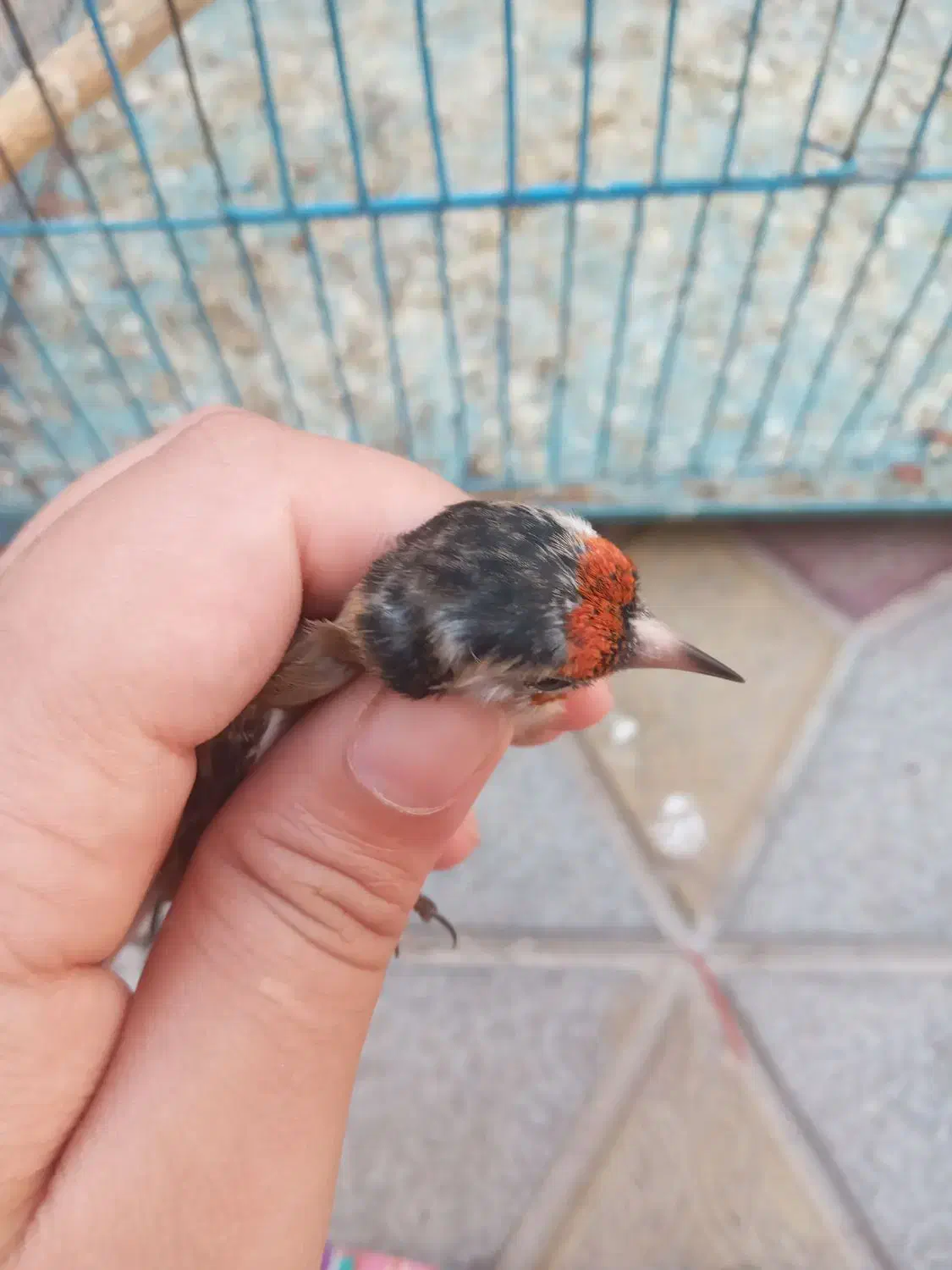 سهره سرسیاه زاغ کامل سرش سیاهه|پرنده|تهران, تهرانپارس غربی|دیوار