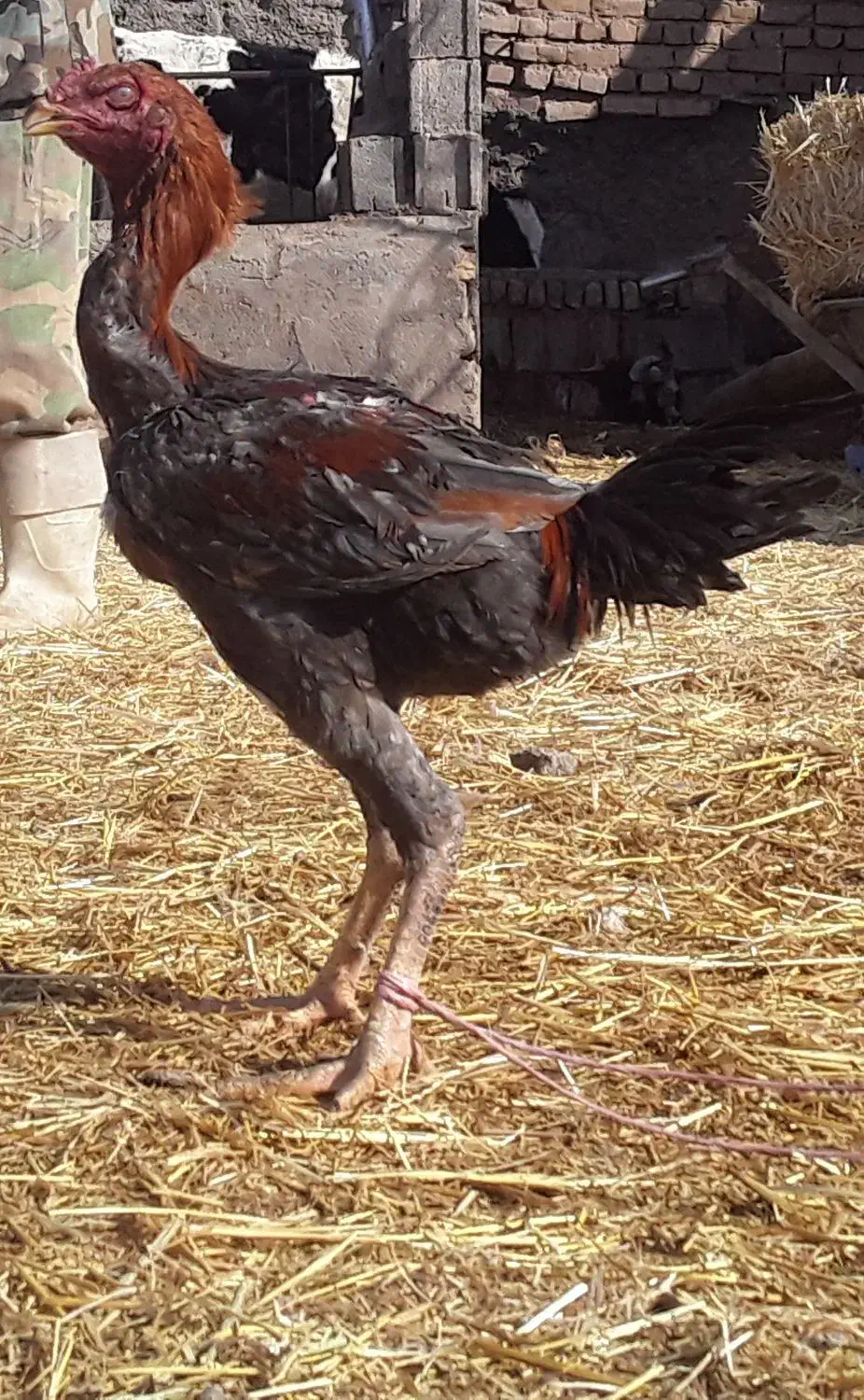 مرغ خروس لاری|حیوانات مزرعه|تربت جام, معدآباد|دیوار