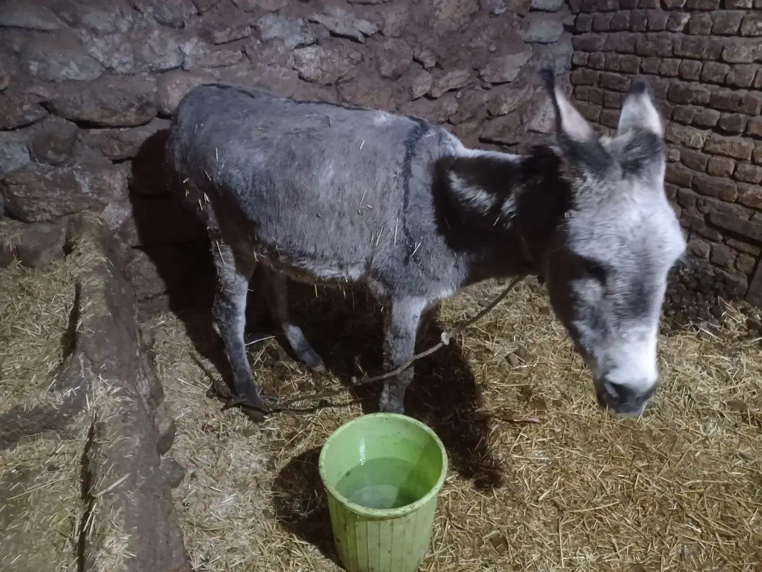 فروش الاغ گله ای و بز ابستن|حیوانات مزرعه|فریدونشهر, |دیوار