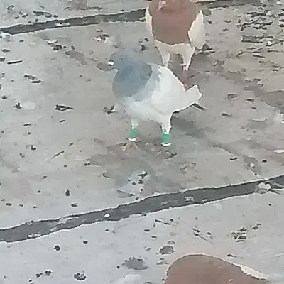 کبوتر یهودی سبز. کوار|حیوانات|کوار, |دیوار