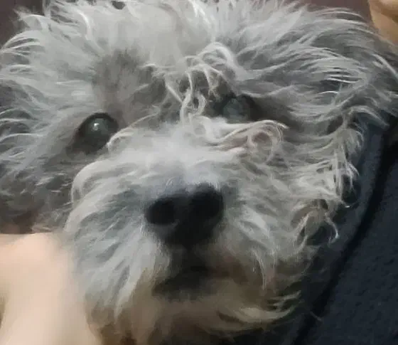 گمشده|سگ|آبادان, |دیوار