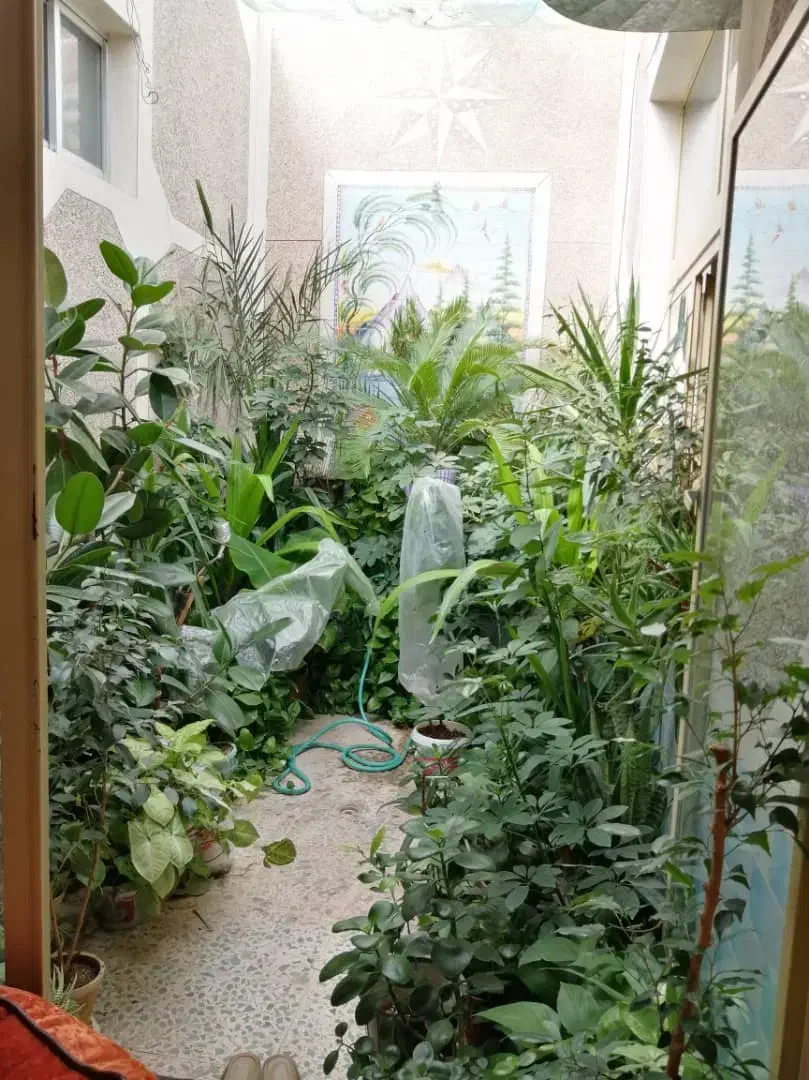 فروش یکجا انواع گلهای آپارتمانی|گل و گیاه طبیعی|دهق, |دیوار