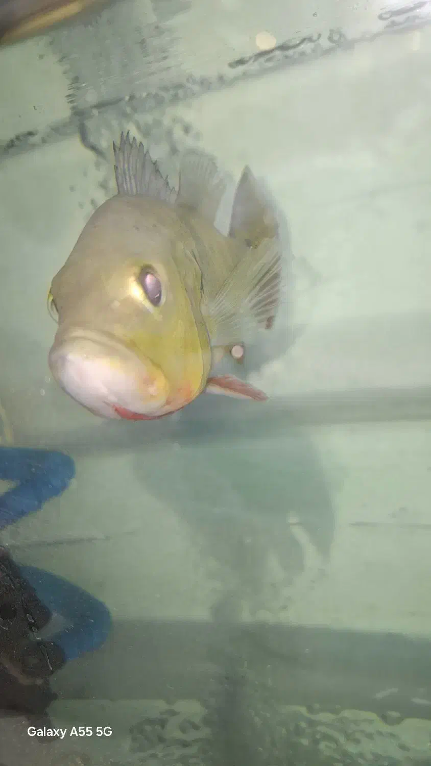 آکواریوم|ماهی|مشهد, امیر المومنین|دیوار