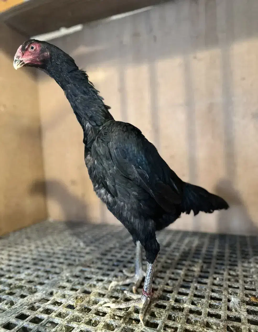 تخم مرغ اوشامو|حیوانات مزرعه|گرگان, |دیوار