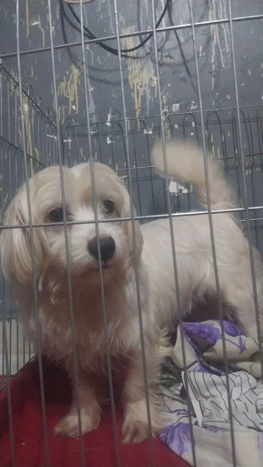 سگ پاکوتاه خوشکل ۷ماه|سگ|احمدسرگوراب, |دیوار