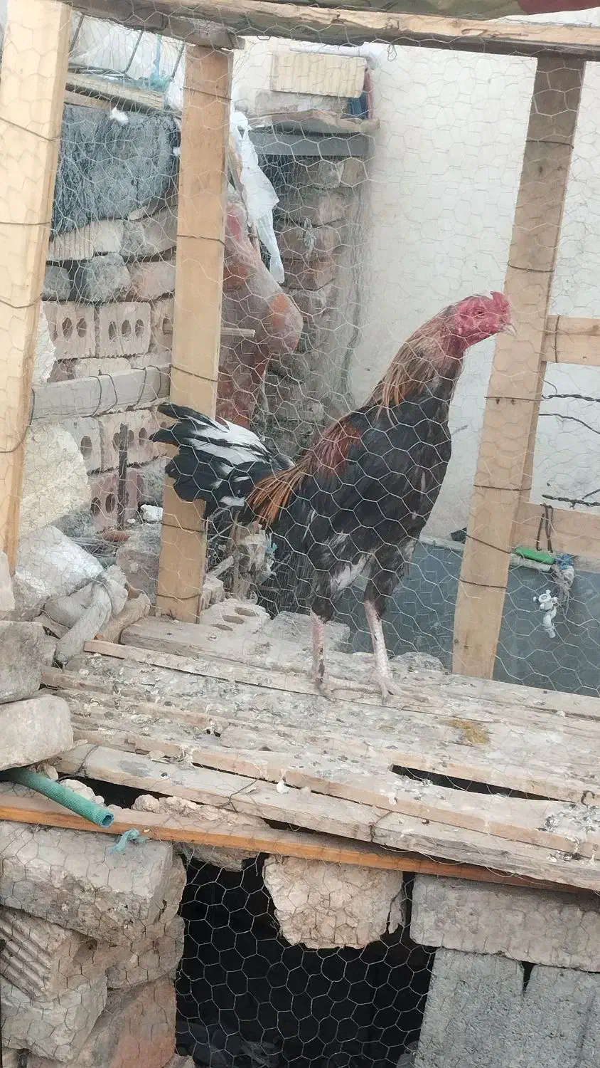 سلام خروس|حیوانات مزرعه|ایرانشهر, |دیوار