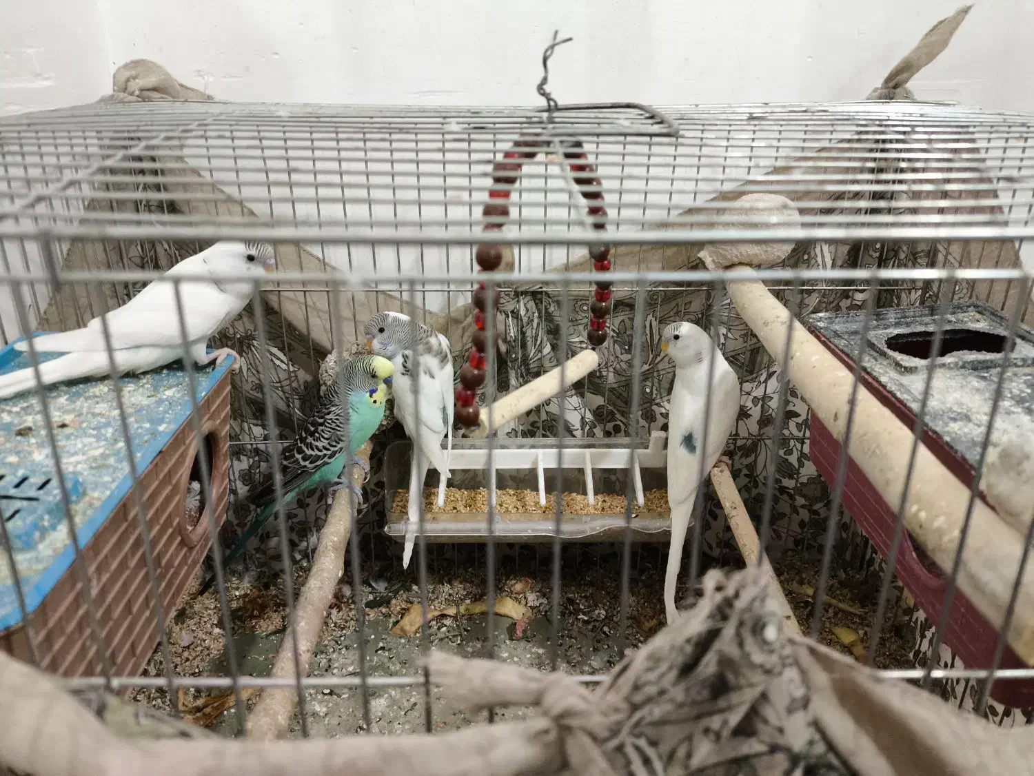 مرغ عشق|پرنده|سردشت, |دیوار