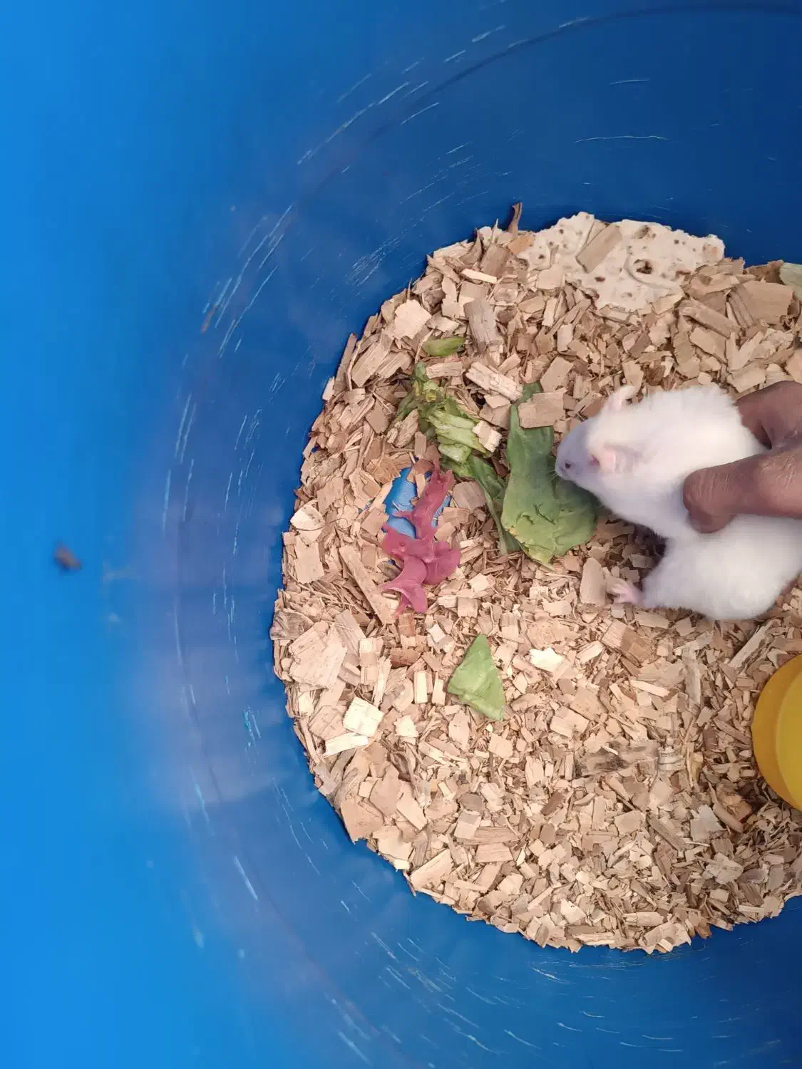 یه عدد نرو ماده و 1بچه|موش و خرگوش|پیر بکران, |دیوار