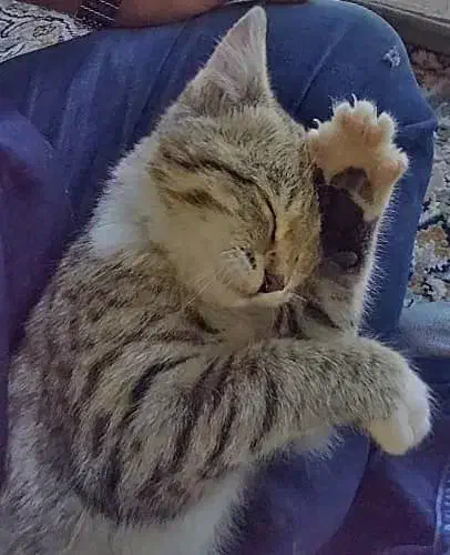 گربه|گربه|کرج, اتحاد|دیوار