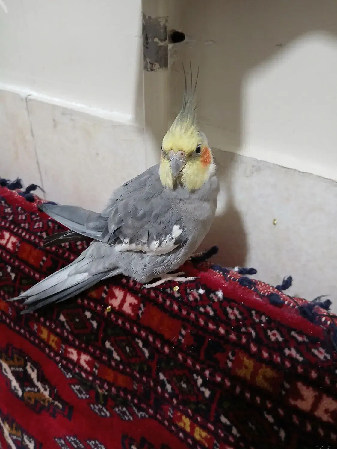 عروس هلندی نر ( سینامون )|پرنده|تهران, خواجه نصیر طوسی|دیوار