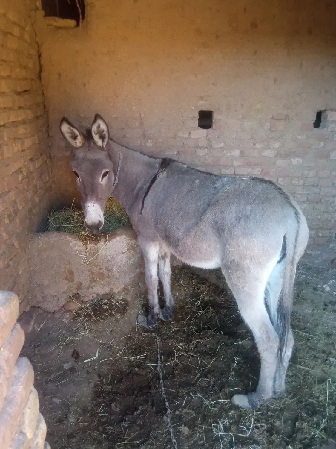 الاغ گله ای|حیوانات مزرعه|سبزوار, رباط|دیوار