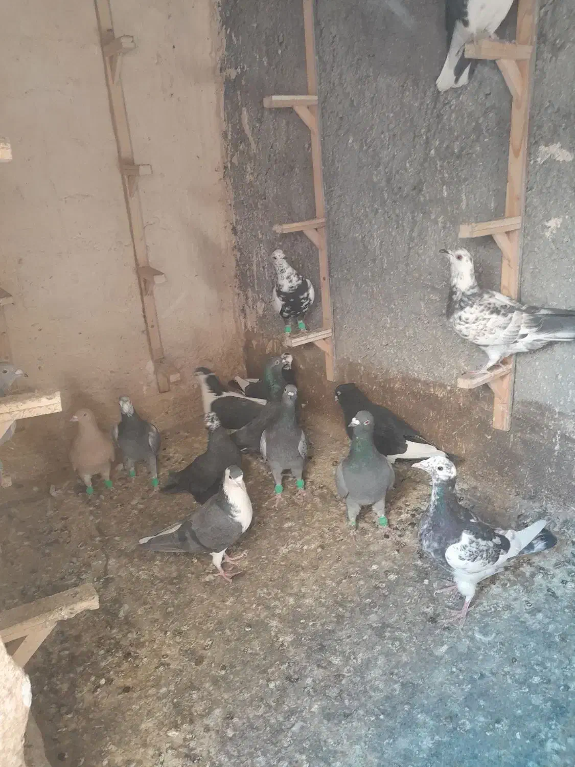 کفتر|پرنده|مشهد, انقلاب|دیوار