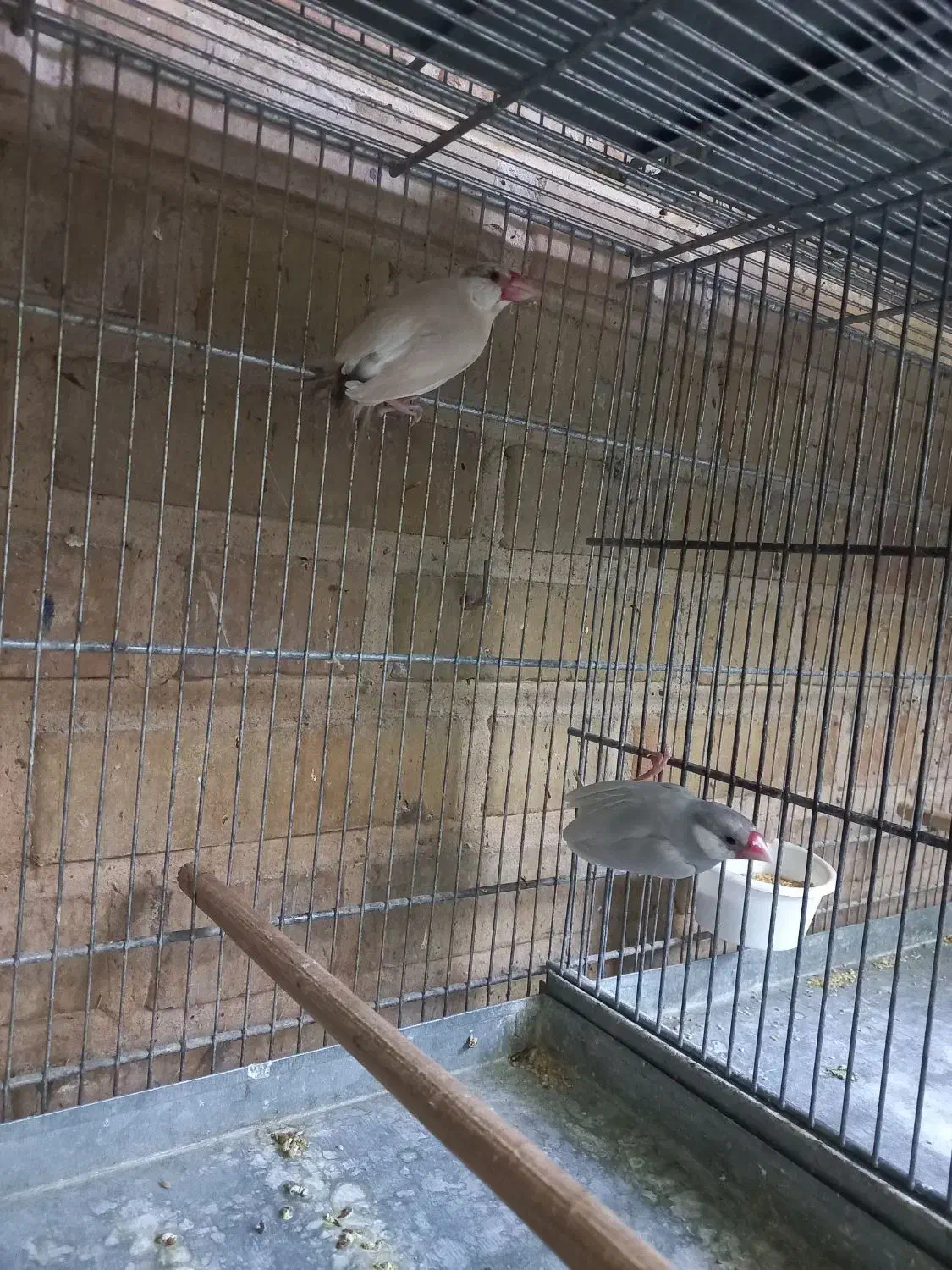 فنچ نرگسی مولد،  گلبسر گهنه|پرنده|بجنورد, |دیوار