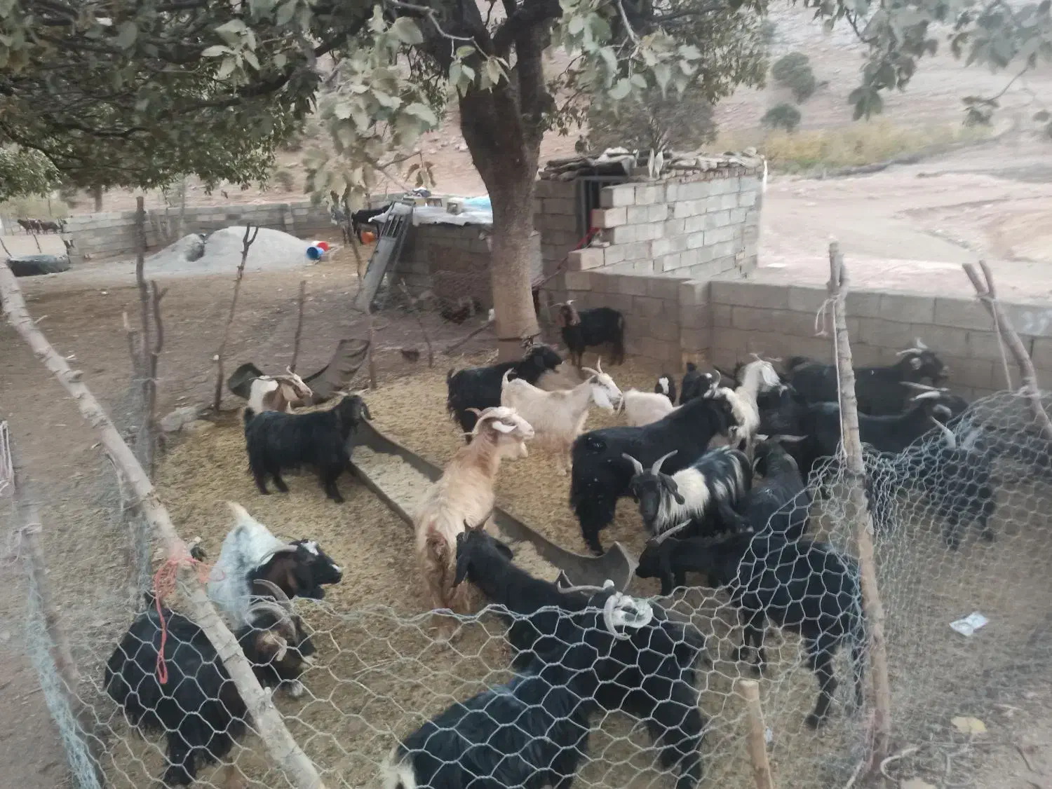 ۱۸ راس بز|حیوانات مزرعه|الشتر, |دیوار