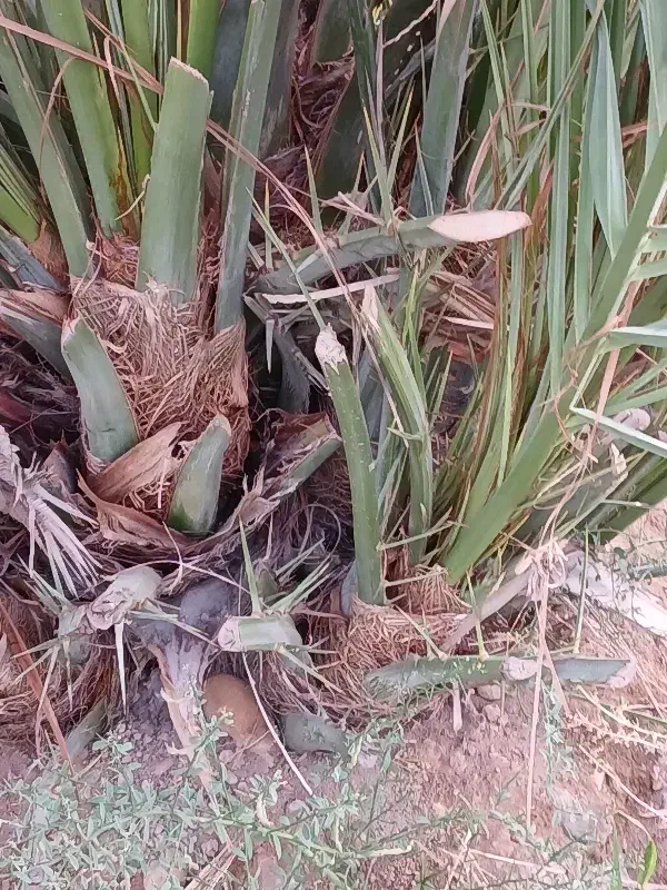 پاجوش مجول مراکشی|گل و گیاه طبیعی|خورموج, |دیوار