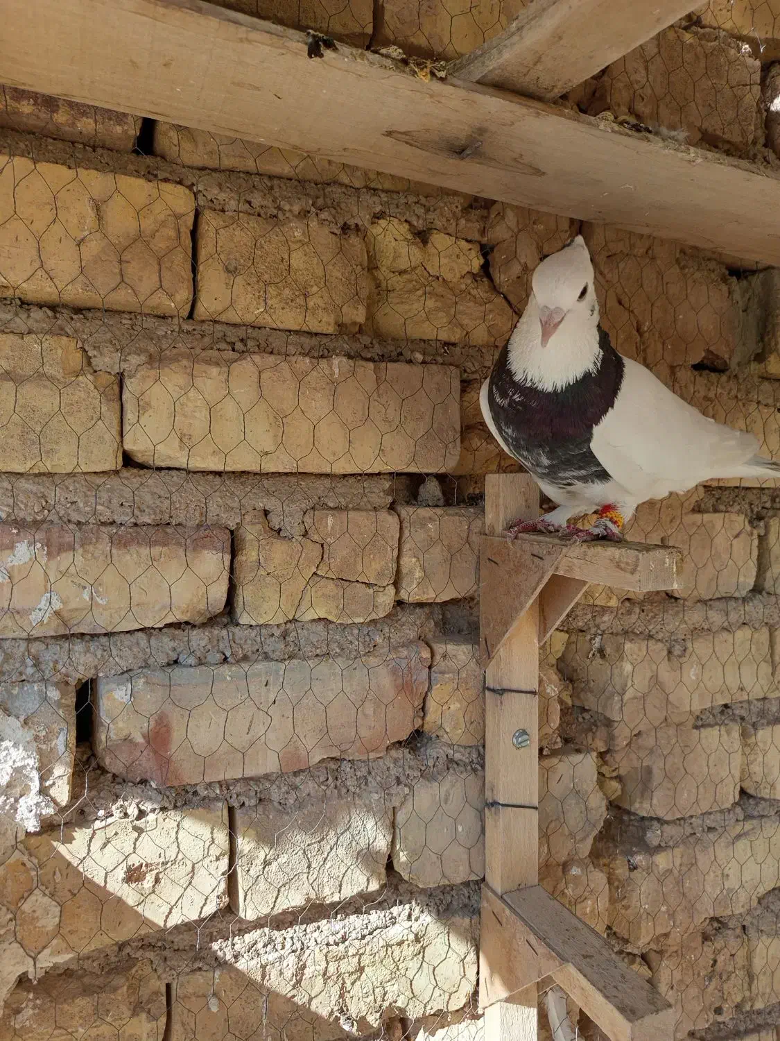 کبوتر طوقی|پرنده|استهبان, |دیوار