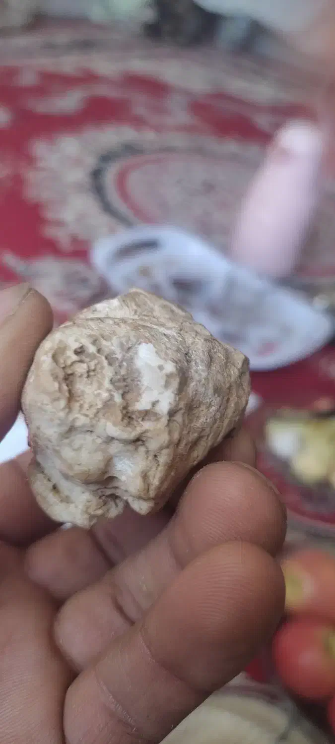 جمجمه استخوانی آدم کوتوله یافضایی چند هزارسال قد|کلکسیون اشیاء عتیقه|فسا, |دیوار