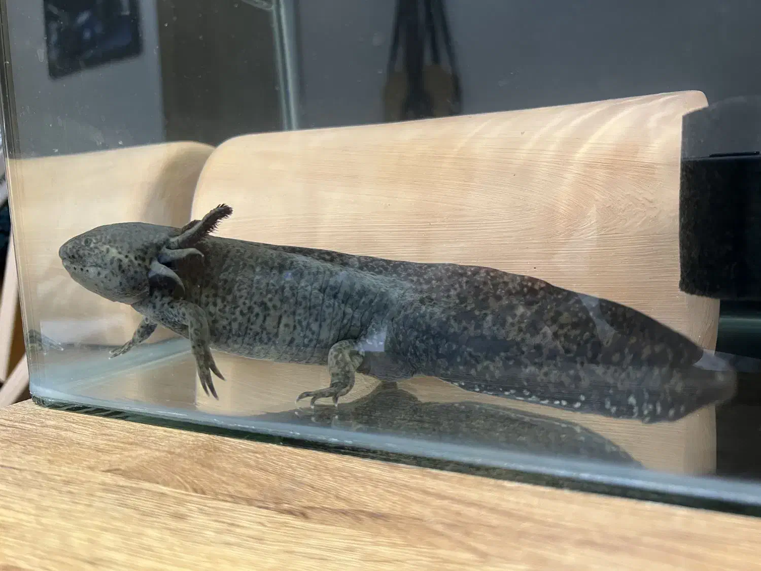 ماهی|ماهی|تهران, تاکسیرانی|دیوار