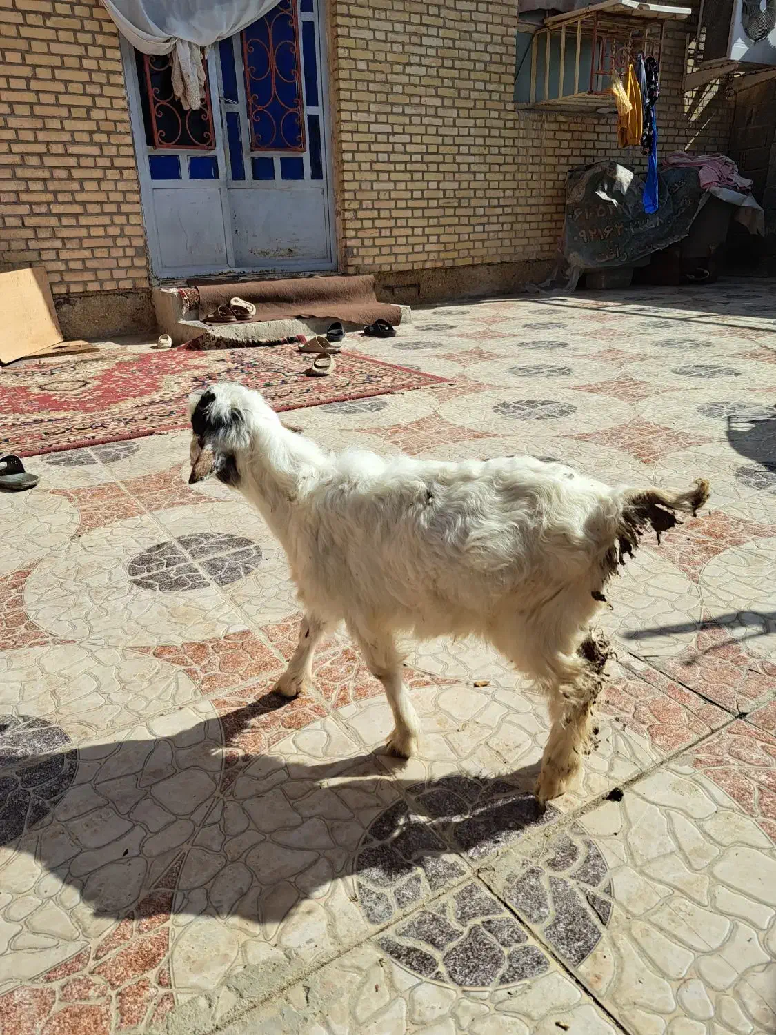 بز نر|حیوانات مزرعه|بندر ماهشهر, |دیوار