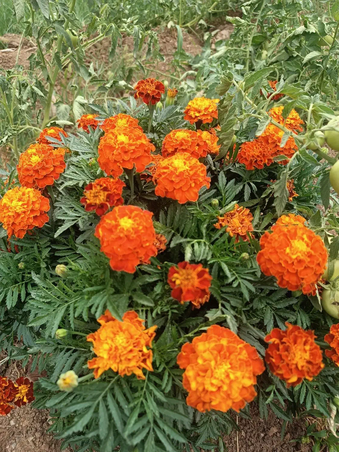 نظافت|خدمات نظافت|تهران, جماران (نیاوران)|دیوار