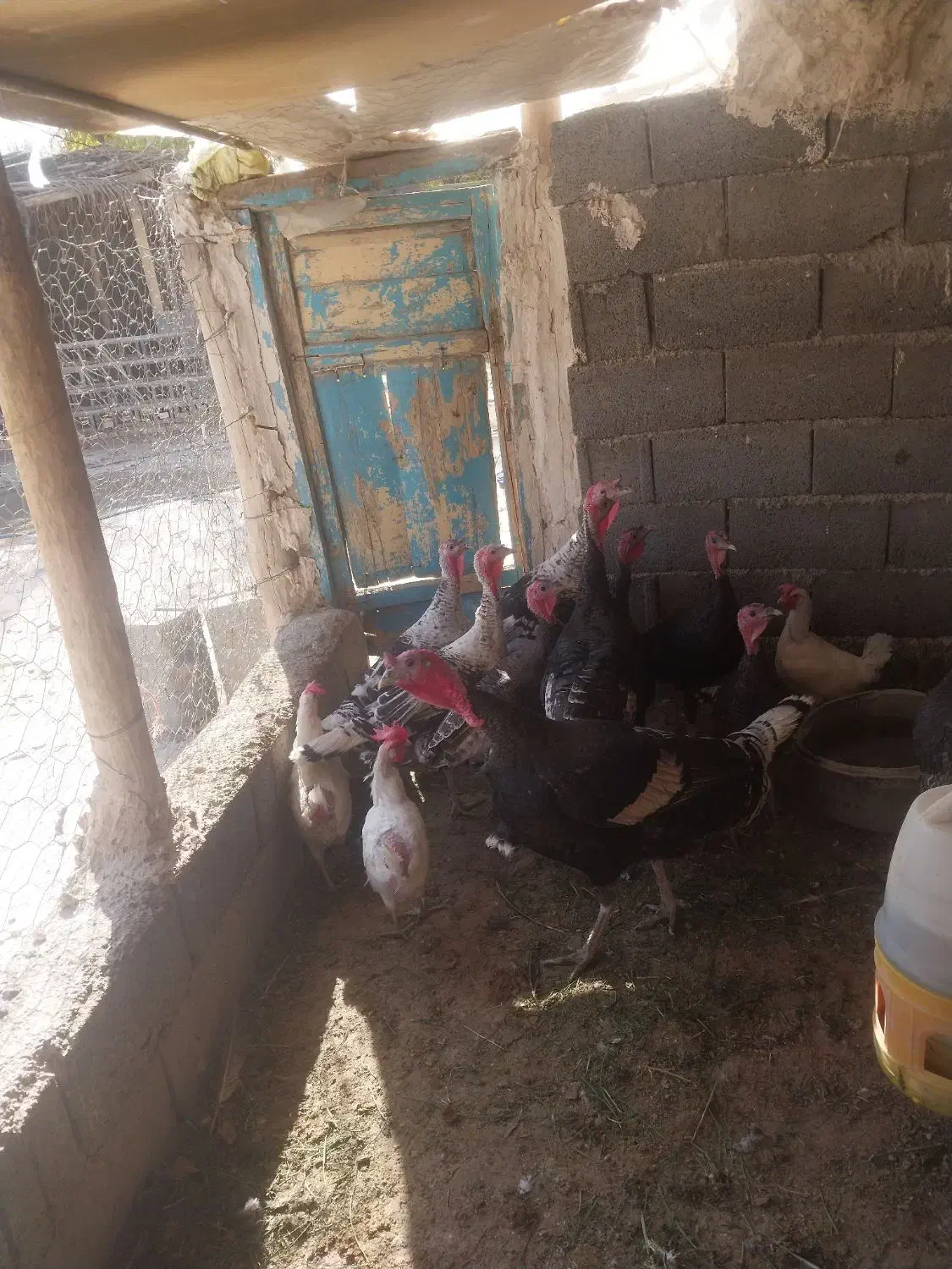 بقلمو ۸ ماه درشت|حیوانات مزرعه|قوچان, |دیوار