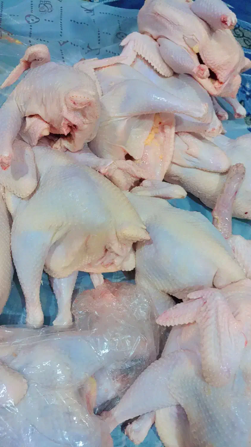 مرغ محلی پرکنده دونه270رب انارشیره220عدس130|خوردنی و آشامیدنی|دوگنبدان, |دیوار