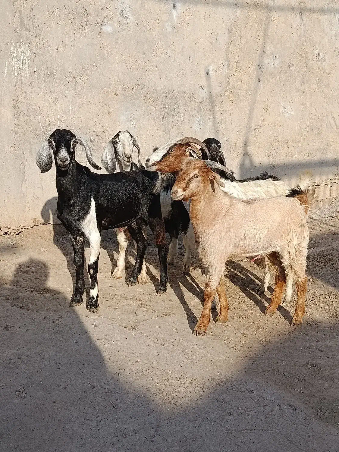 گاو گوساله بز گوسفند بره گاومیش درشادگان|حیوانات مزرعه|اهواز, گلستان|دیوار