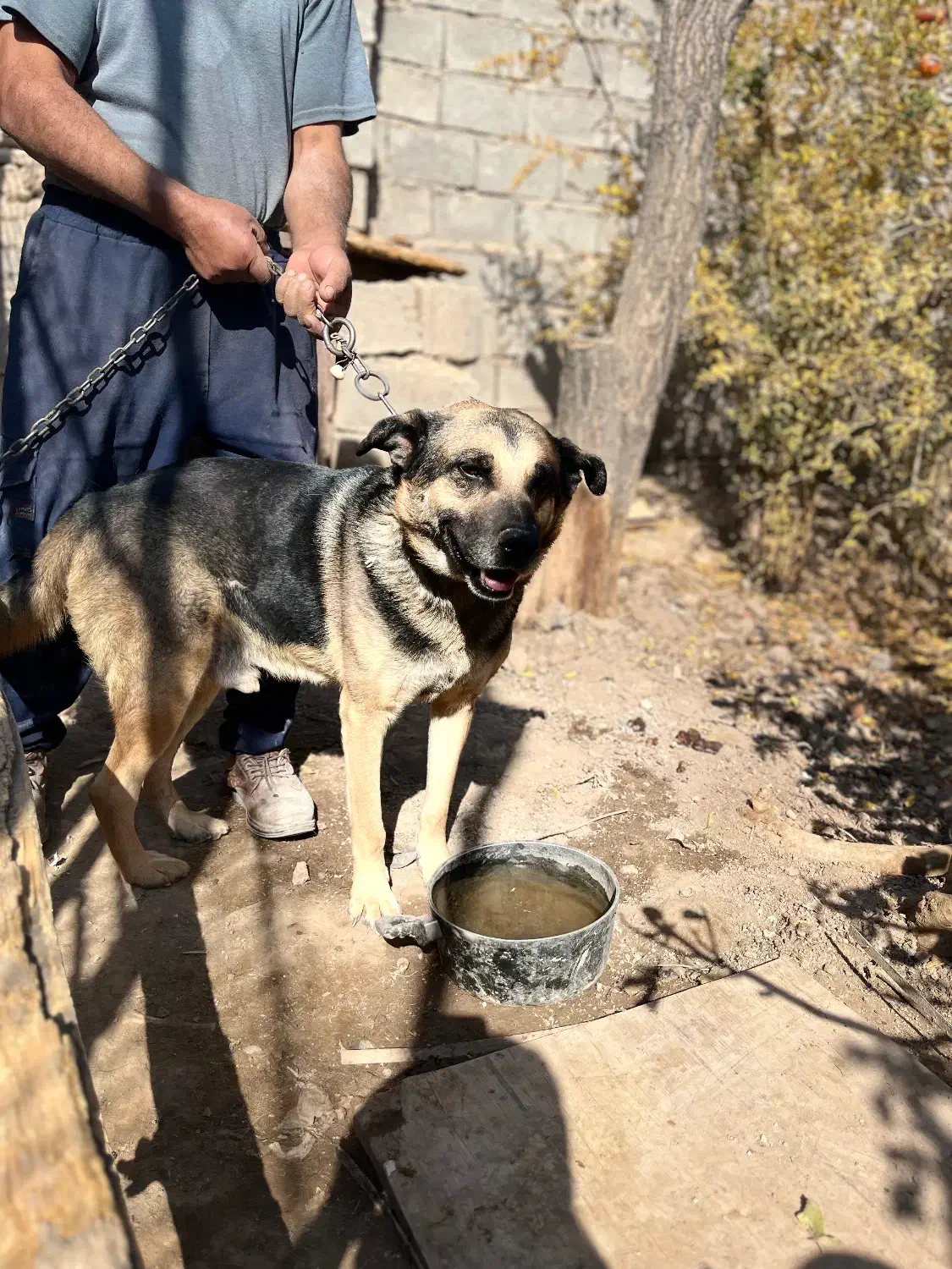 سگ ژرمن نر نگهبان|سگ|کرمان, |دیوار