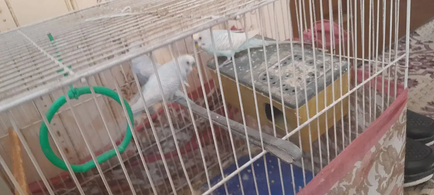 ۴عدد مرغ عشق|پرنده|مشهد, ایثارگران|دیوار