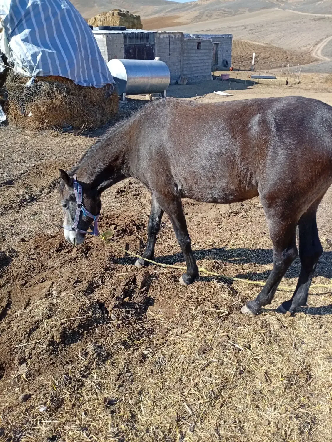 اسب جوان 2سن دارد|اسب و تجهیزات اسبسواری|اهر, |دیوار