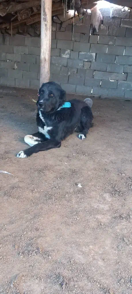 سلام چهار  سگ وسه خر گله ای باهمه چیز معاوظه|سگ|آباده, |دیوار