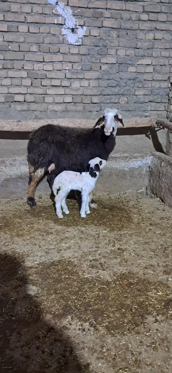 میش وبره-گوسفند|حیوانات مزرعه|بروجرد, |دیوار