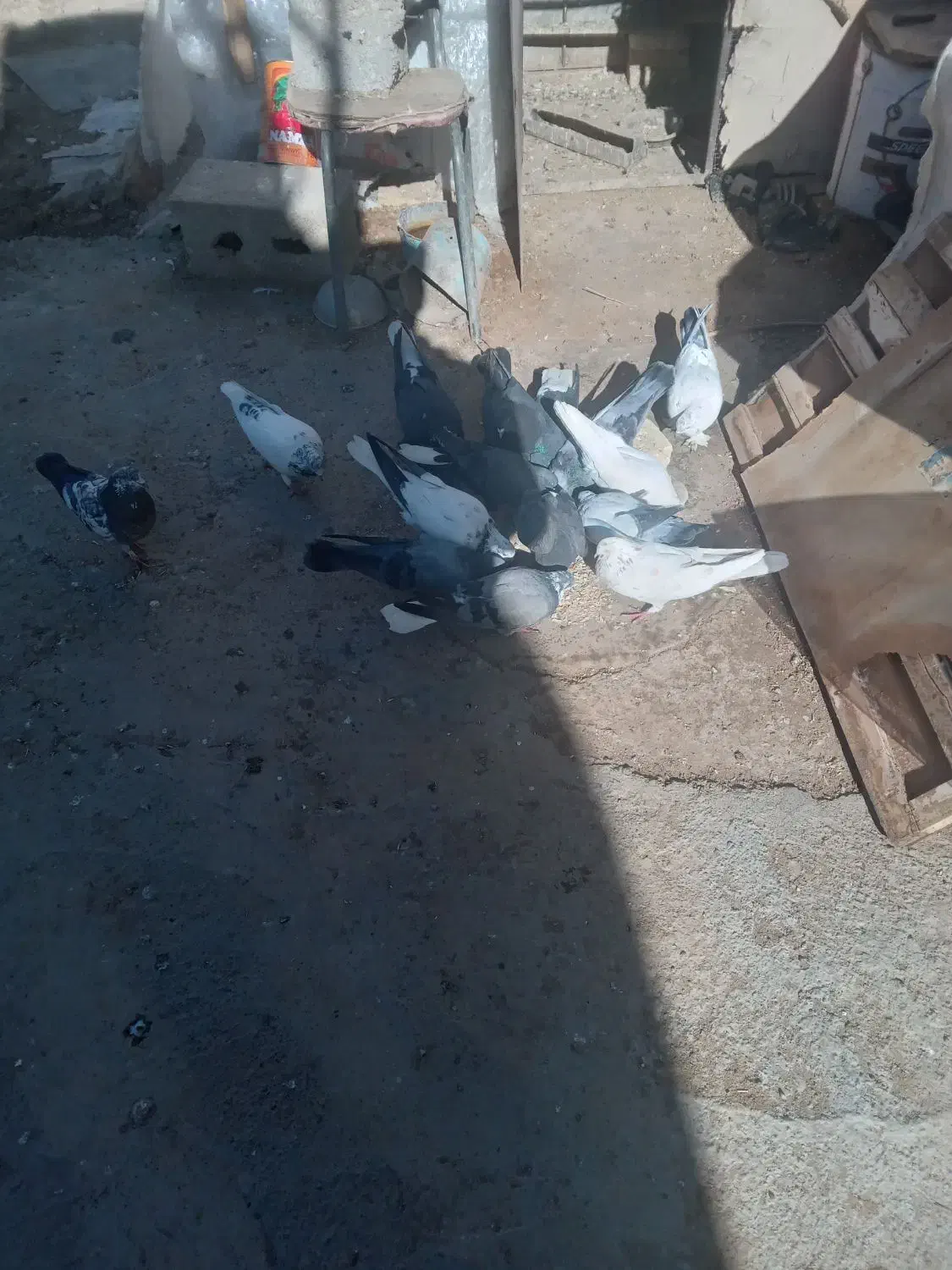 کبوتر|پرنده|فرخ‌شهر, |دیوار