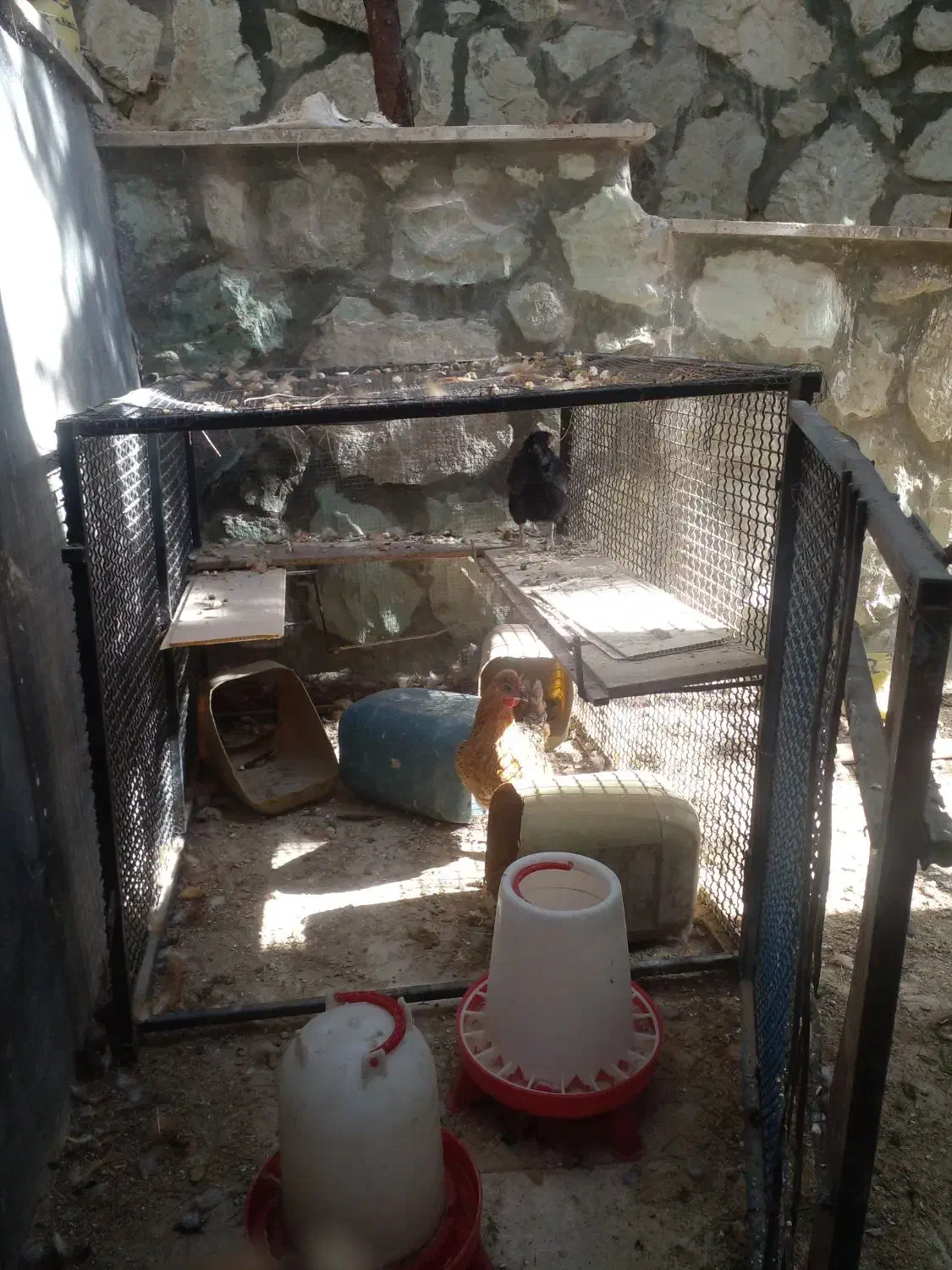 6تامرغ تخمگذار  و 4تاجوجه|حیوانات مزرعه|رودهن, |دیوار