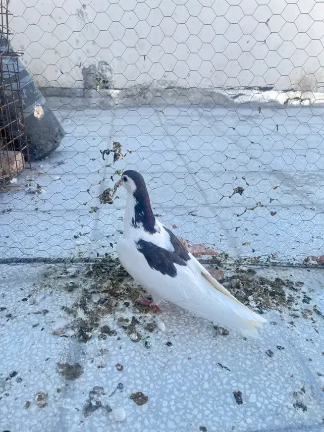 کبوتر افغانی دمسفید ذات عالی و کبوتر پرشی گرفتنی|پرنده|سبزوار, ابوریحان|دیوار