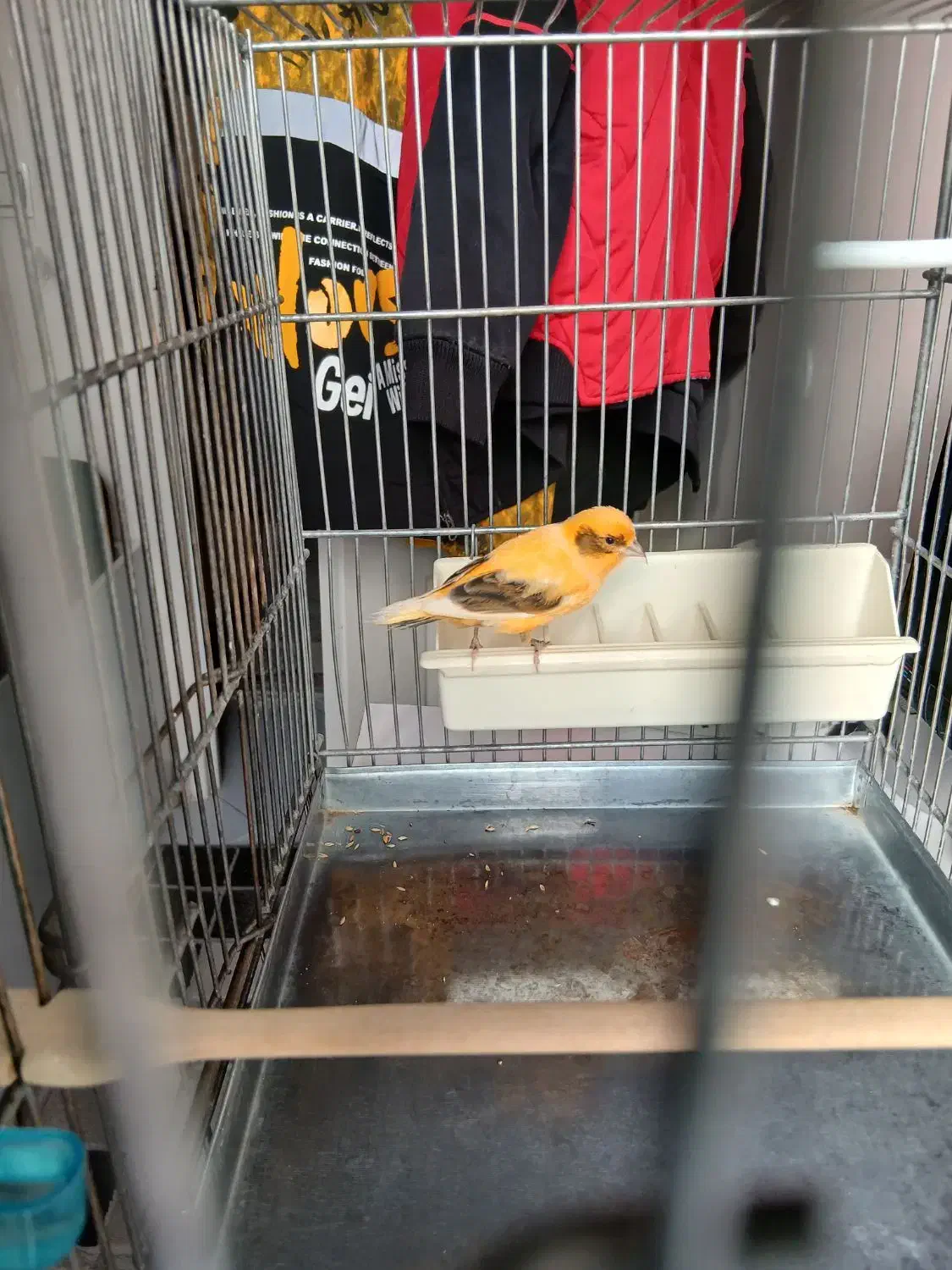 قناری|پرنده|تهران, بریانک|دیوار