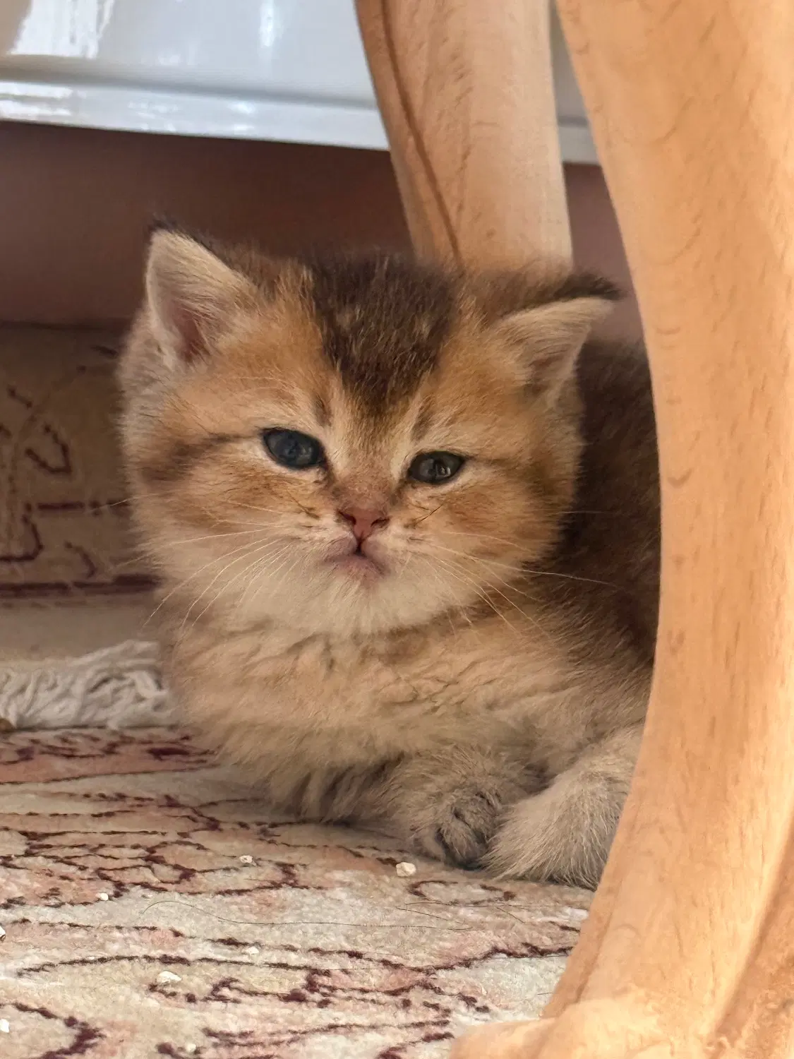 بچه گربه|گربه|مشهد, سید رضی|دیوار