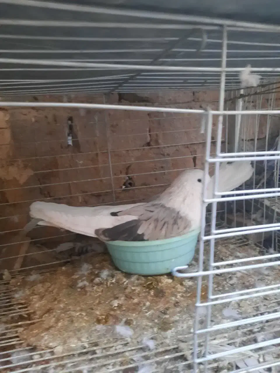 جف دوکت سبز کشیده با تخم|پرنده|اردکان, |دیوار