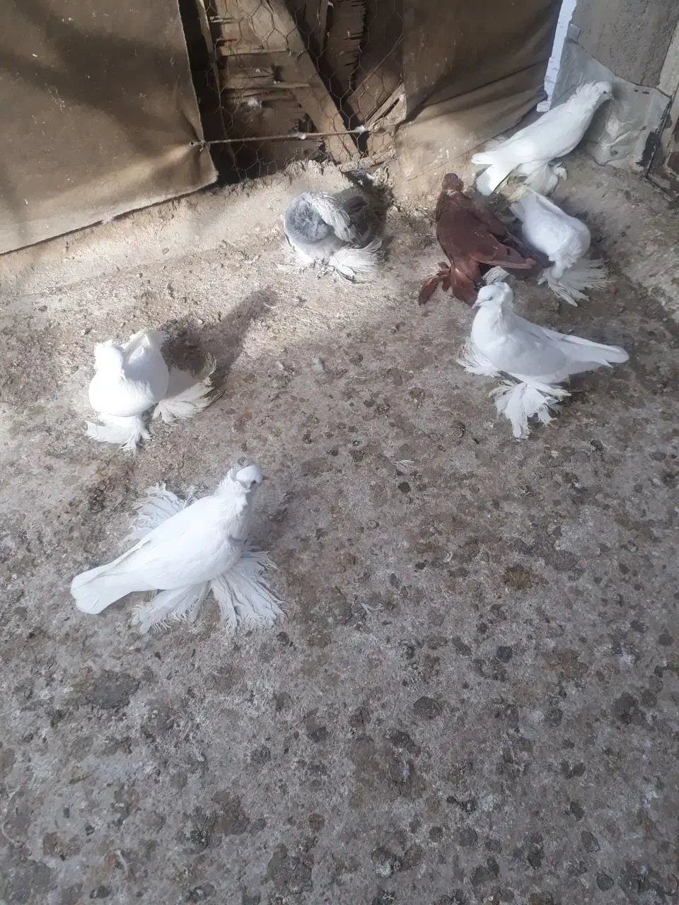 کبوتر|پرنده|عجب شیر, |دیوار