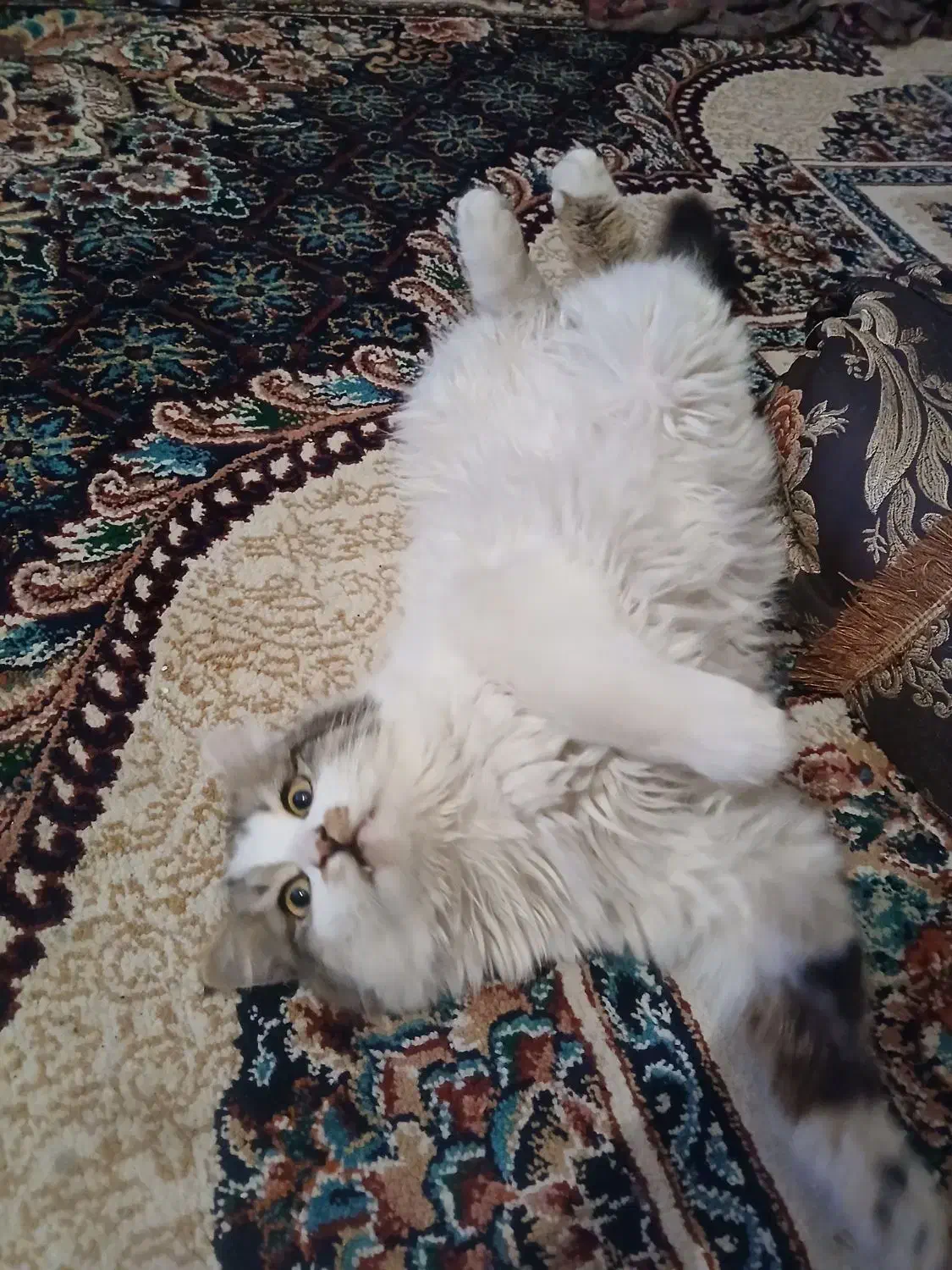 قیمت 8میلیون  تمان|گربه|کهنوج, |دیوار