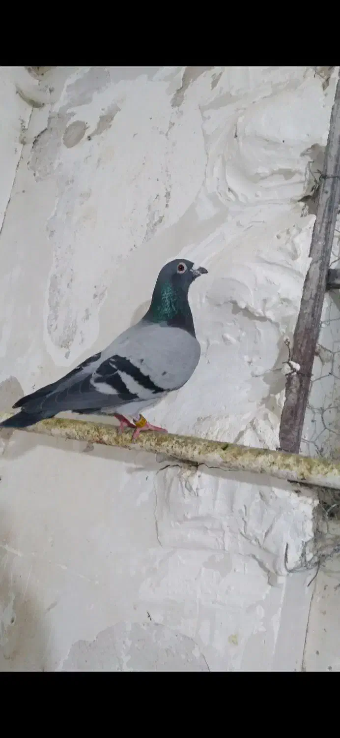 کبوتر ها اردبیل هستن|پرنده|کرج, فاز ۴ مهرشهر|دیوار