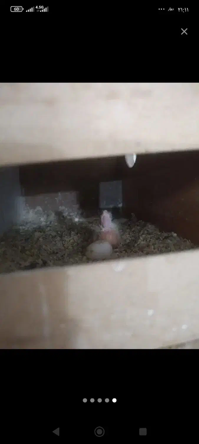 عروس هلندی با قفس کاسکو و جوجه|پرنده|کاشان, درب اصفهان|دیوار