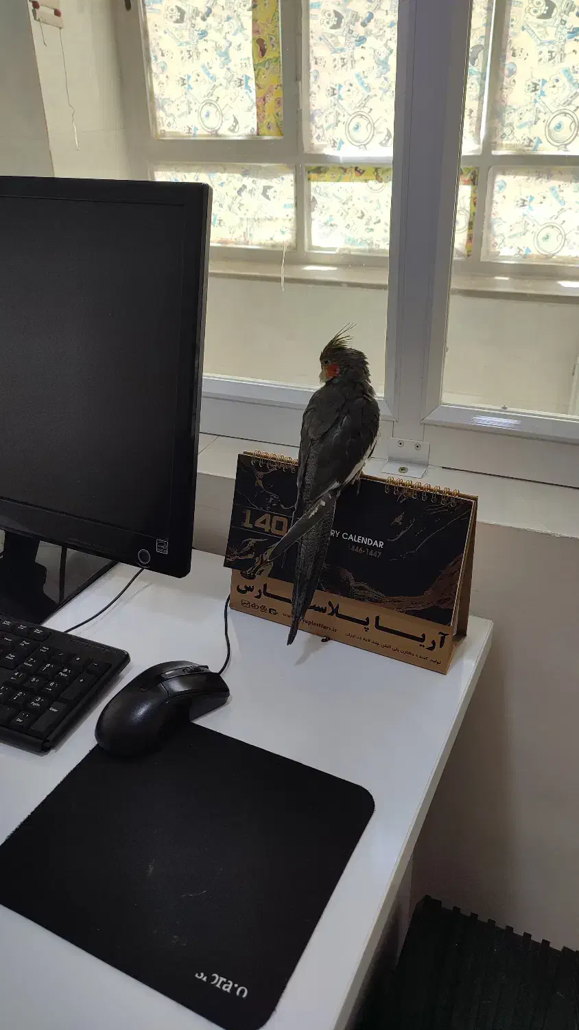 عروس هلندی گمشده|حیوانات|شیراز, فرگاز|دیوار