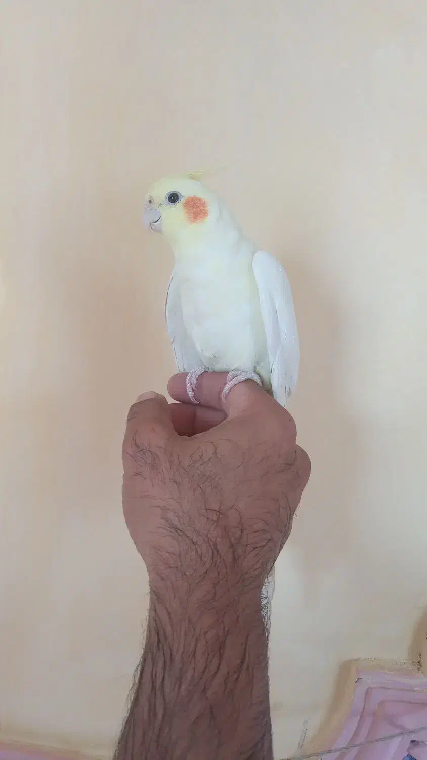 عروس هلندی و مرغ عشق|پرنده|کرمان, |دیوار